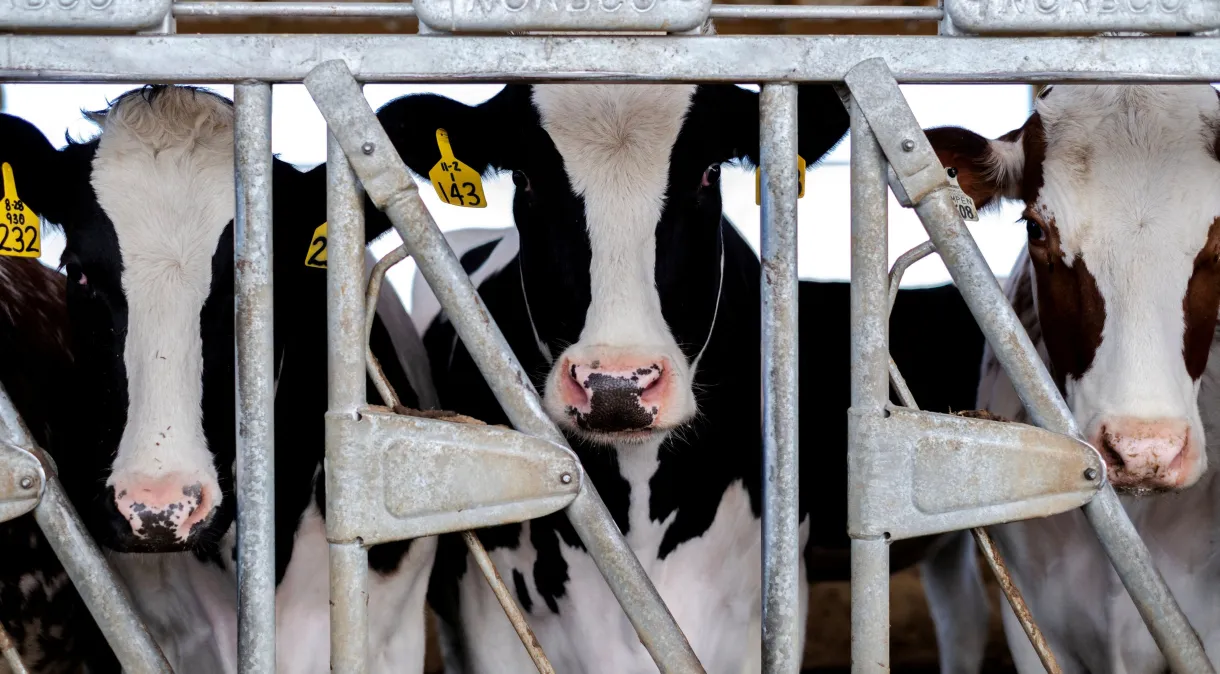 OMS: Há risco de propagação da gripe aviária para vacas fora dos EUA