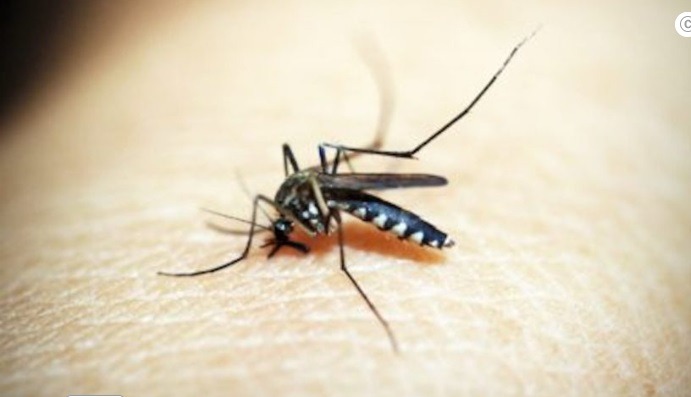 Brasil ultrapassa 1.500 mortes por dengue em 2024 