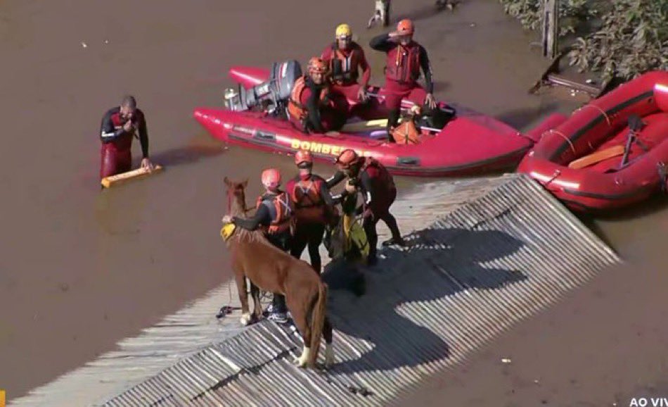 [VÍDEO] Resgate da égua Caramelo: entenda como animal foi retirado de telhado no RS