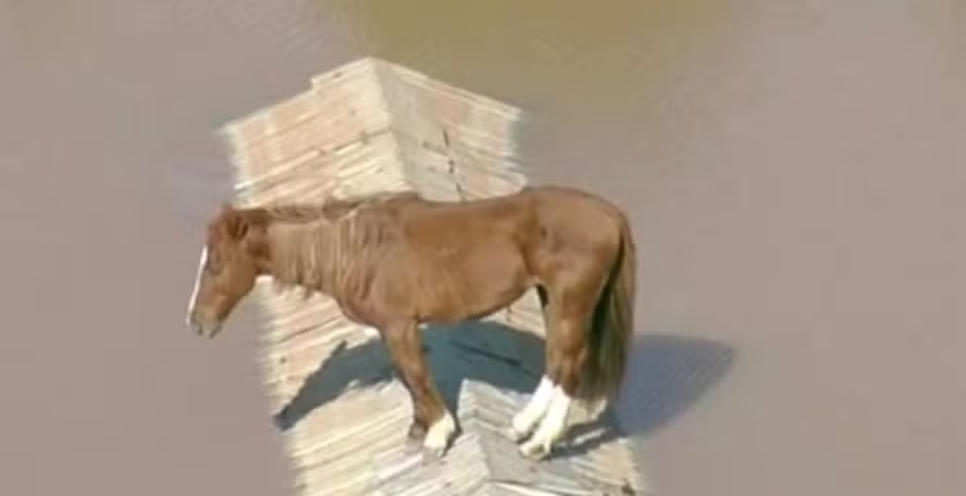 [VÍDEO] Cavalo fica ilhado em cima do telhado de casa no RS