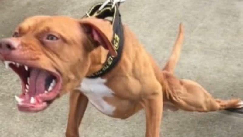 pit-bull-bravo_widelg.jpg