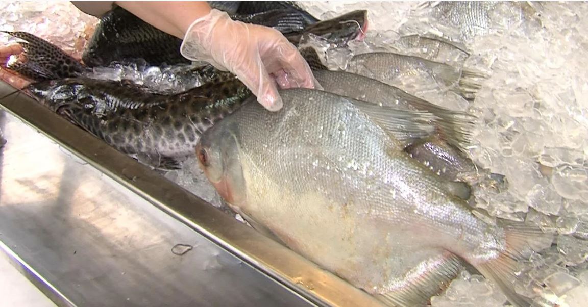 peixesemanasanta.JPG