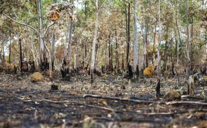 AMAZONIA.PNG
