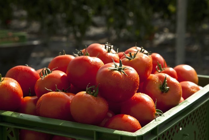 tomate