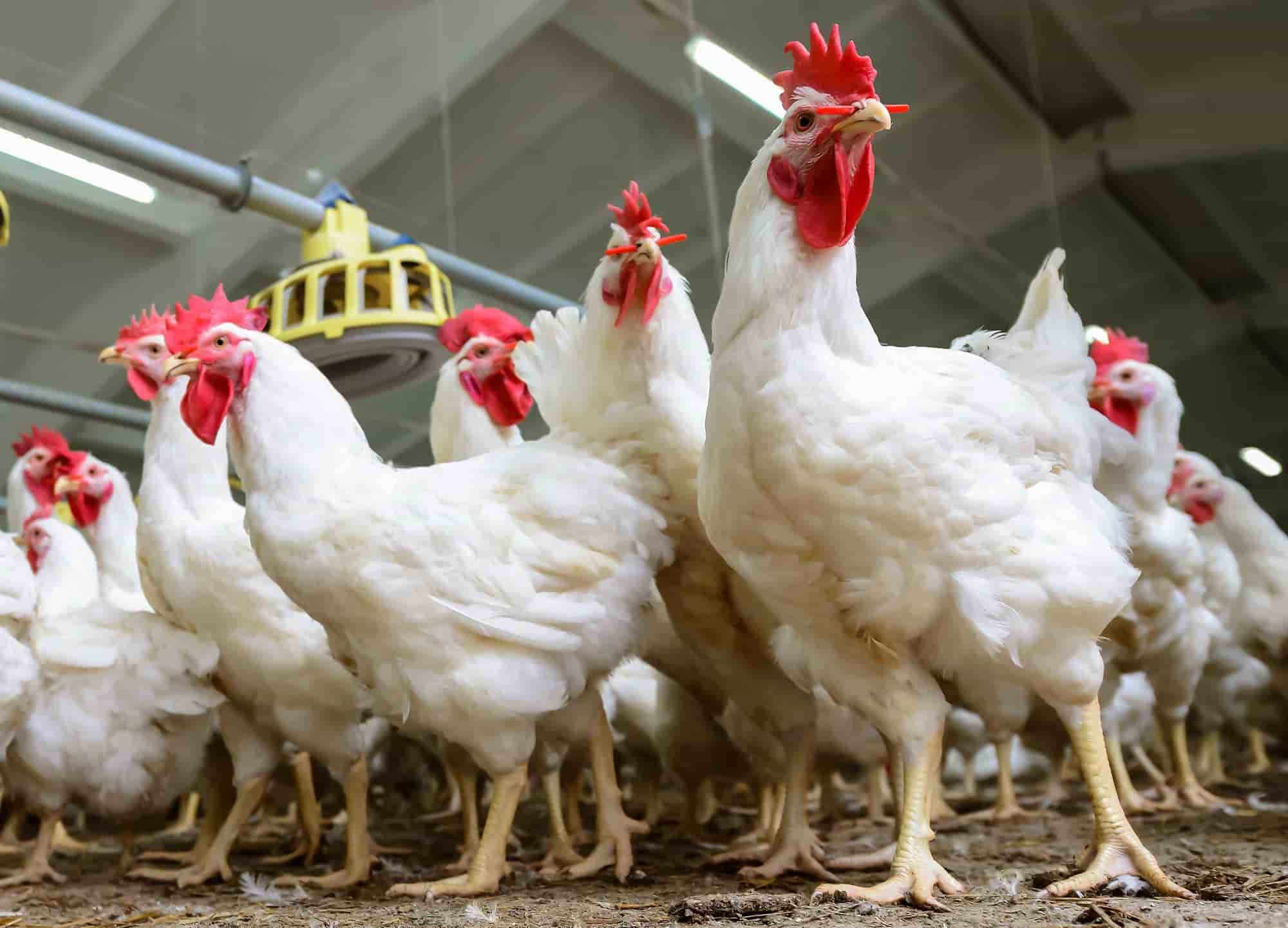 Desempenho-do-frango-vivo-1.jpg