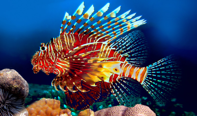 peixe-leao-domina-litoral-do-brasil-e-ameaca-ecossistemas-marinhos-em-oito-estados.png