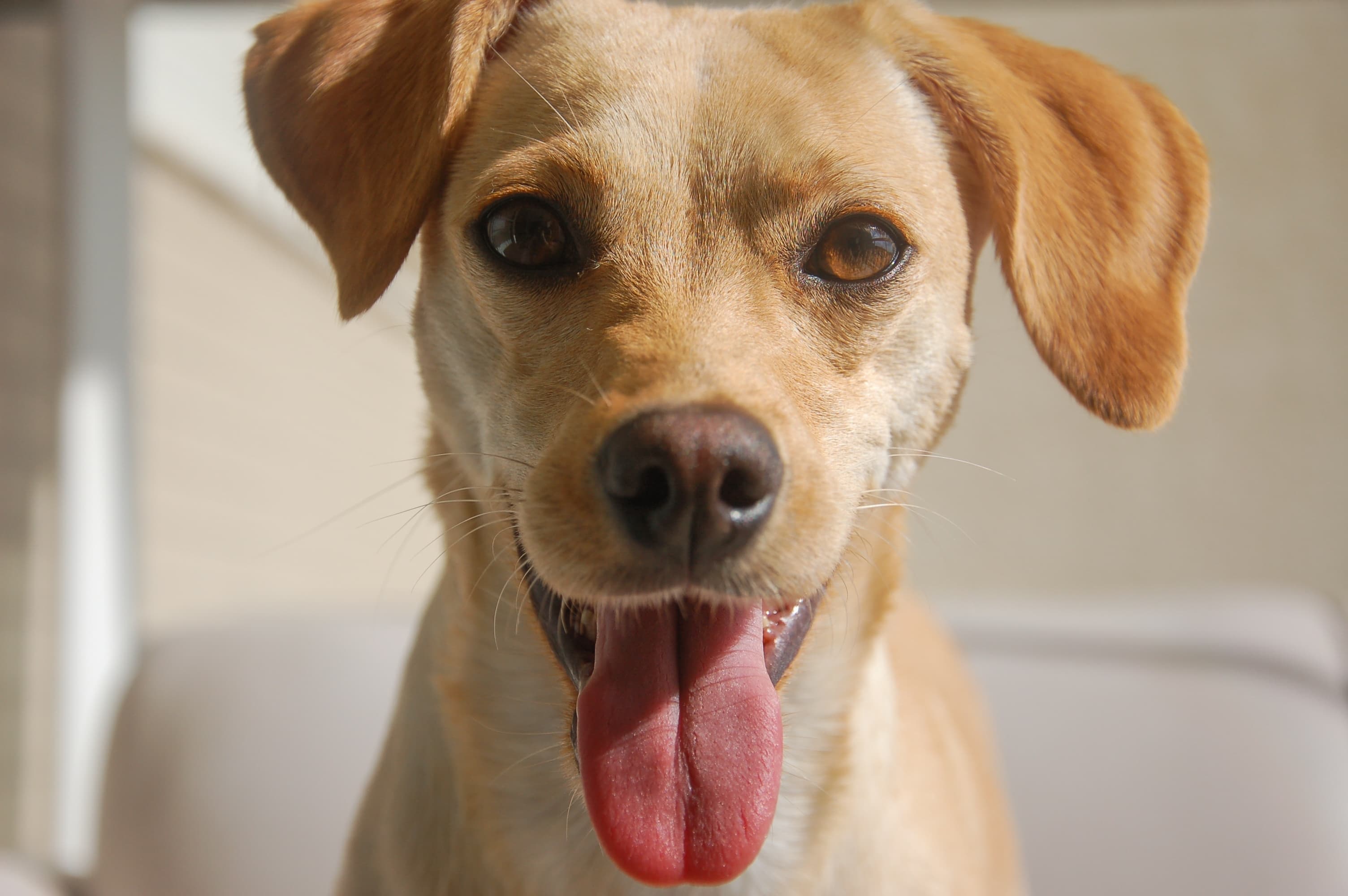 cachorro.jpg