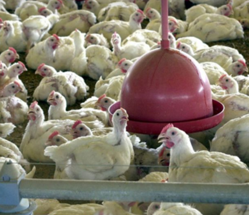 FRANGO.PNG