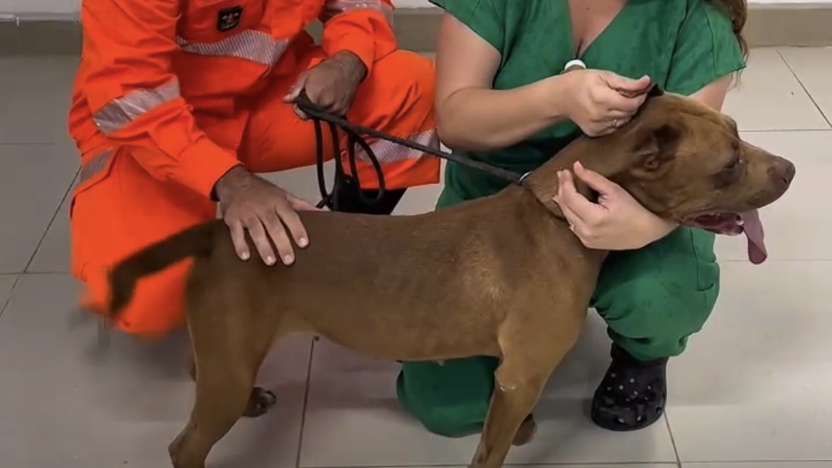 Pitbull abandonada e agressiva é resgatada em São Gonçalo 