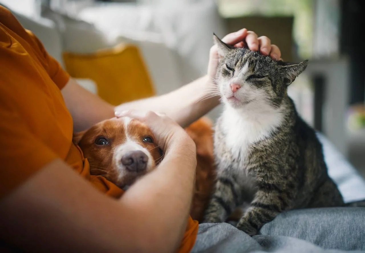 pessoa segurando pet | Cachorro e gato | Foto: Divulgação