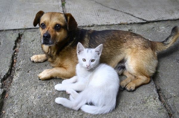 Cachorro e gato | Pet | Foto: Divulgação/PetLove