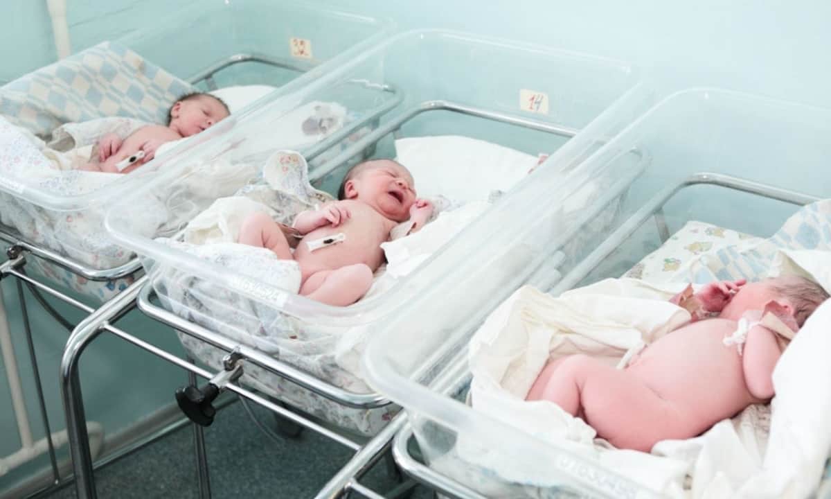 bebes na maternidade