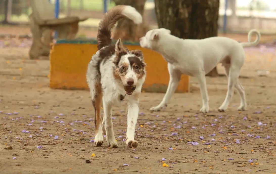 Vetor transmite o parasita após se alimentar do sangue de um hospedeiro infectado, geralmente cães – Foto: Rovena Rosa – Agência Brasil