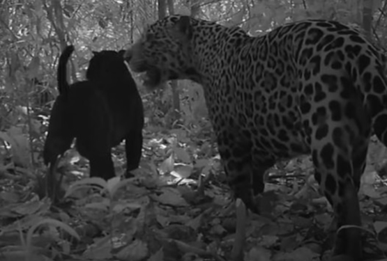 FireShot Capture 118 - Vídeo inédito mostra acasalamento de onça preta rara na Amazônia - _ - [www.metropoles.com].png