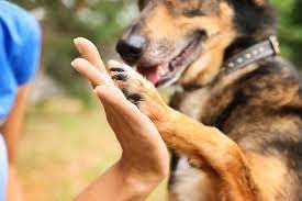 Cachorro