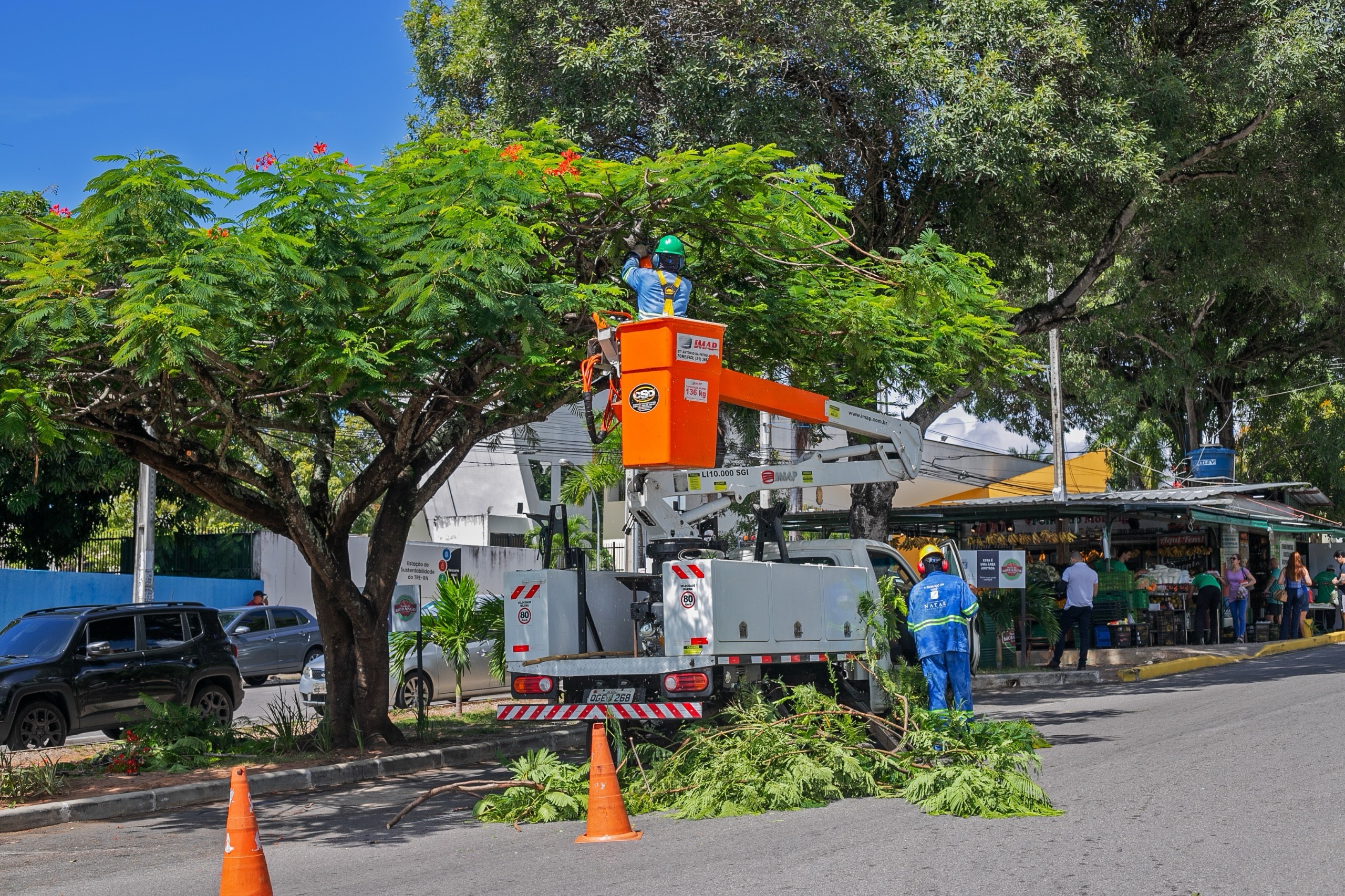 Poda de árvore em Natal | Foto: Semsur