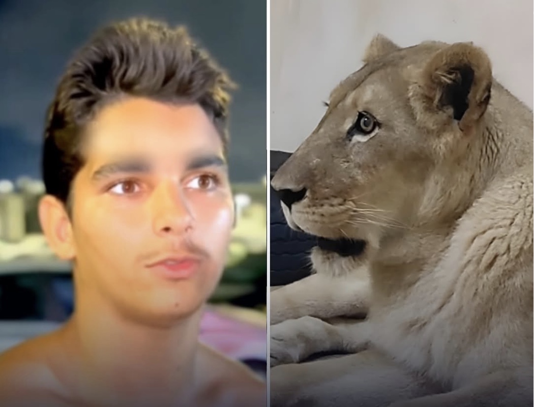 Vaqueirinho e a Leoa