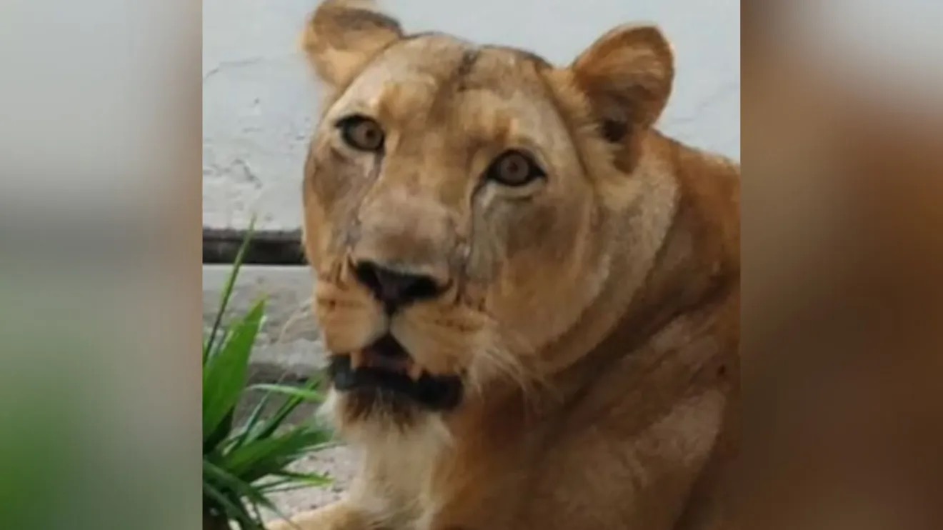 Na manhã de um domingo (30), um homem invadiu deliberadamente o recinto da leoa no Parque Zoobotânico Arruda Câmara (Bica)   •  Reprodução/Redes Sociais