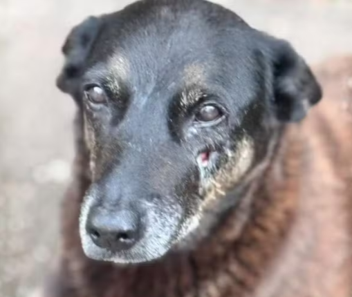 FireShot Capture 072 - Caso Orelha_ Ministério Público de SC pede exumação do corpo do cão_ - [g1.globo.com].png