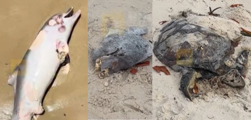 Design sem nome (8).png