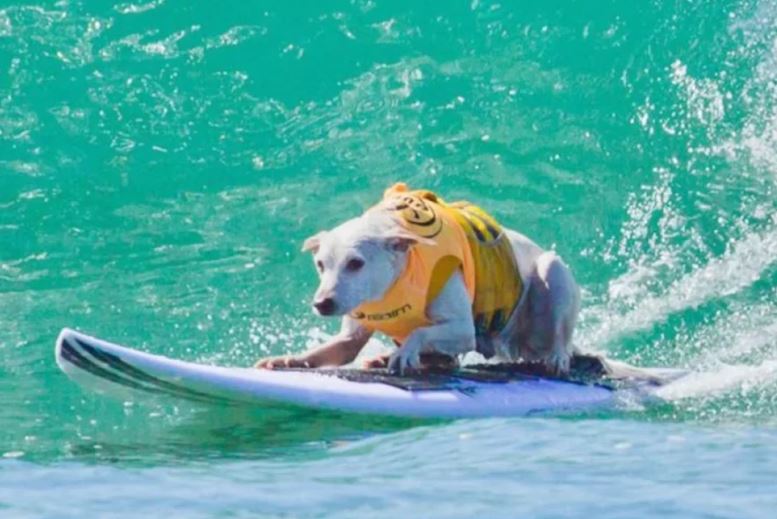 Cachorra Sugar - Reprodução/@sugarthesurfingdog