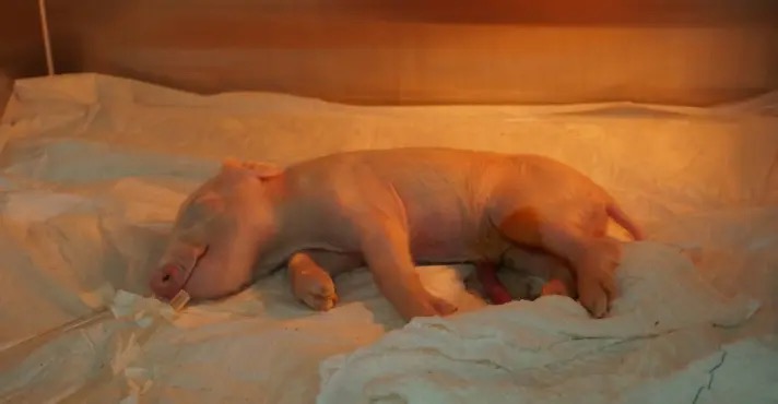 Porco clonado identificado como P22, resultado do cruzamento das raças Landrace e Large White em pesquisa conduzida pela USP | Foto: Reprodução/USP/Genoma