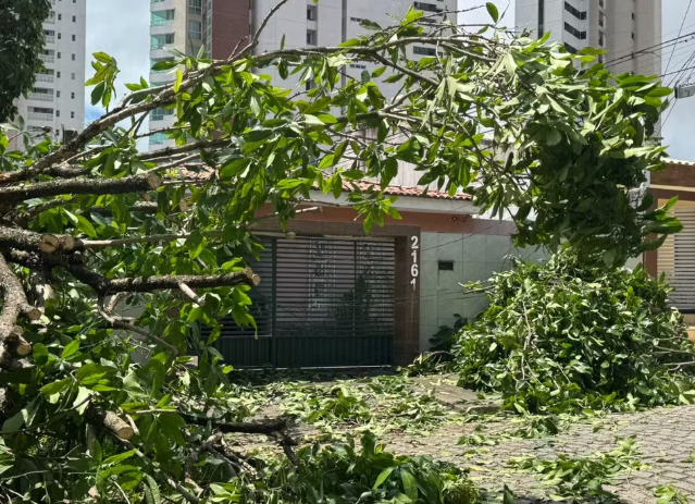 FireShot Capture 059 - Árvore cai e atinge duas casas em Candelária, em Natal - G1 - [g1.globo.com].png